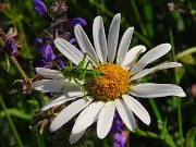 03 Leucanthemum vulgare - Margherita diploide con cavalletta